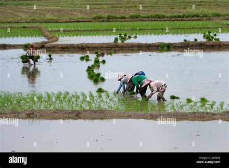 Filipino Farmers Planting Rice In Isabela Province In The Philippines
