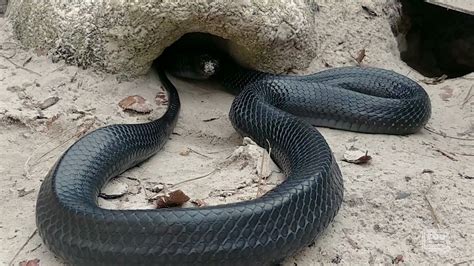 Eastern Indigo Snake Release In Conecuh National Forest Youtube