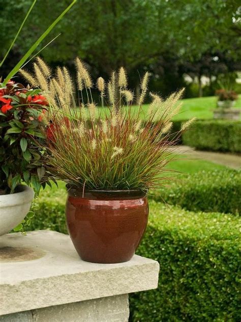 40 Best Ornamental Grasses For Containers 35 Potted Plants Outdoor