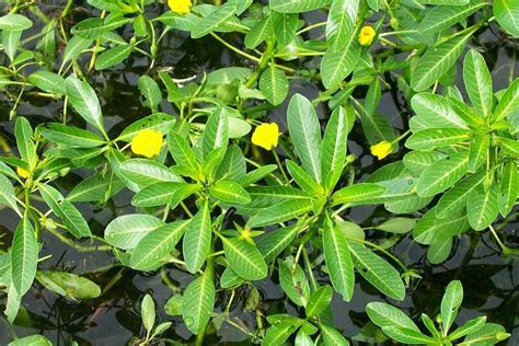 Plantfiles Pictures Ludwigia Species Mexican Primrose Willow Shrubby