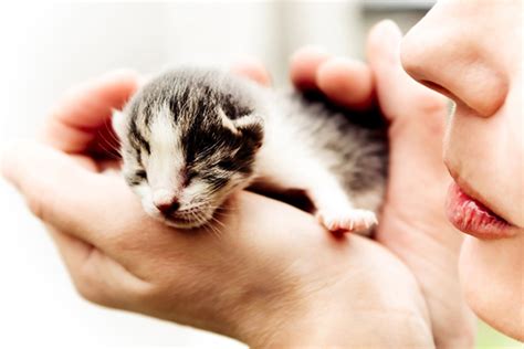 You may choose to syringe feed at this age, or to at seven weeks, kittens will have all of their baby teeth. How Much to Feed a Kitten - Catster