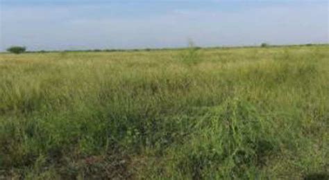Asia’s Finest Grassland In Kutch Gets New Lease Of Life Rajkot News Times Of India