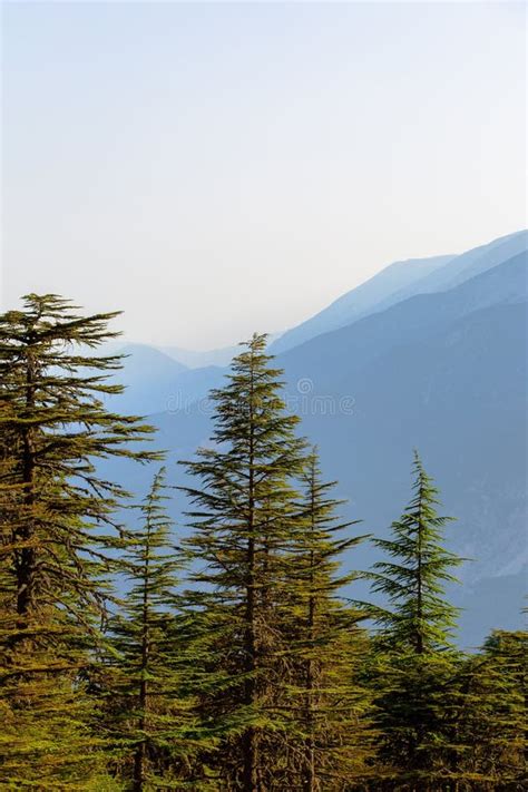 Cedar Trees And Mountain Scenery Stock Photo Image Of Meadow Green