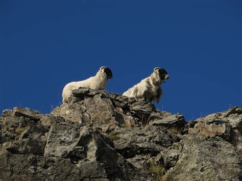 Moutons Montagne Ciel Des Photo Gratuite Sur Pixabay