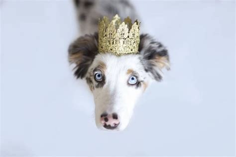 Pet Birthday Crown Gold Lace Crown For Dogs And Cats Lola Etsy