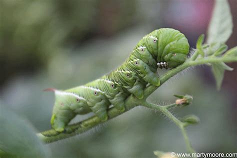 Tomato hornworms weaken plants by removing foliage, and in some cases they chew holes in fruits. Tomato Horn Worm
