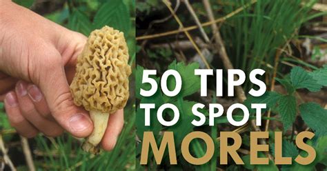 Top 30 Best Places To Look For Morel Mushrooms Best Recipes Ideas And