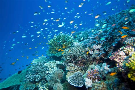 The Great Barrier Reef Is Dying Says New Report