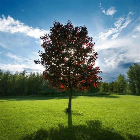 Red Maple Shade Tree Etsy