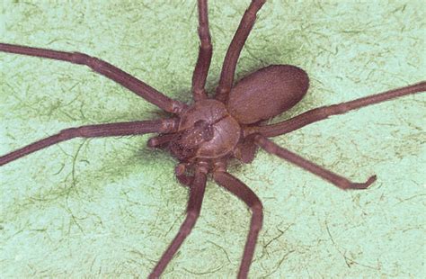 Poisonous And Venomous Spiders Brown Recluse Black Widow Most Poisonous Spiders And Images Hubpages