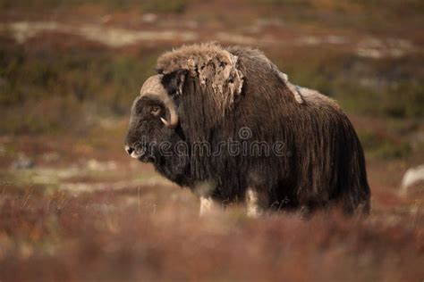 Musk Ox Stock Image Image Of Horn Green Power Outdoor 79589779