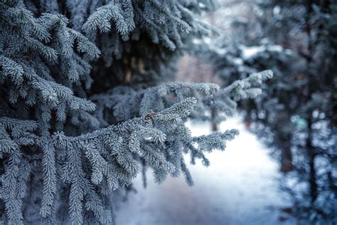 Snow Winter Forest Conifer Depth Of Field Trees Wallpapers Hd