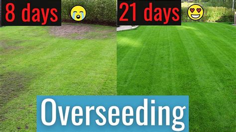 How To Repair Bare Spots Easy When Doing Fall Overseeding Results 8