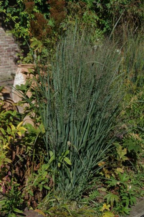 From roy diblik of northwind perennial farm comes another fabulously different selection of our native switchgrass.yes, it is completely different. Panicum virgatum 'Northwind' - Vingergras | De Tuinen van ...
