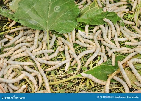 Silkworm Or Bombyx Mori Group Eating Mulberry Leafs On Background Stock