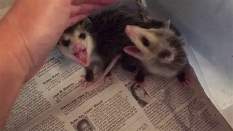 Growly Baby Opossums Youtube