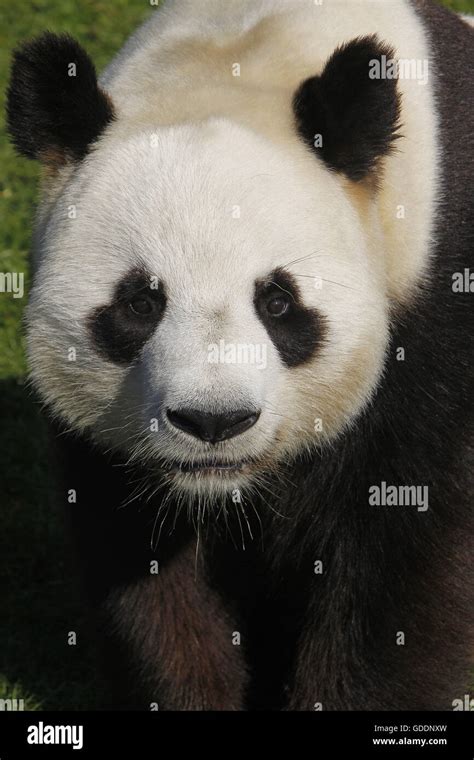 Giant Panda Ailuropoda Melanoleuca Portrait Of Adult Stock Photo Alamy