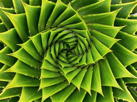 Green Spiral Nature And Science Patterns In Nature Spirals In