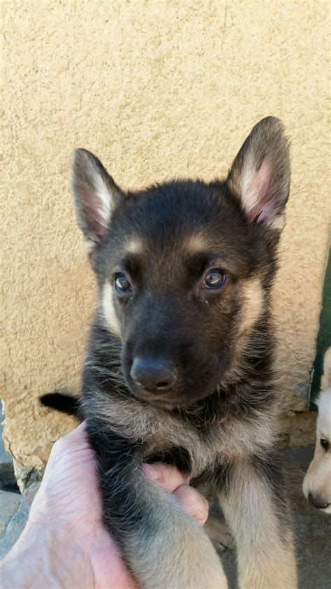 Solid black german shepherds can easily be confused with actually often confused with bicolor or black and tan dogs from a distance, which contributes to the belief that black is most. Puppies - Burgin Snowcloud Shepherds