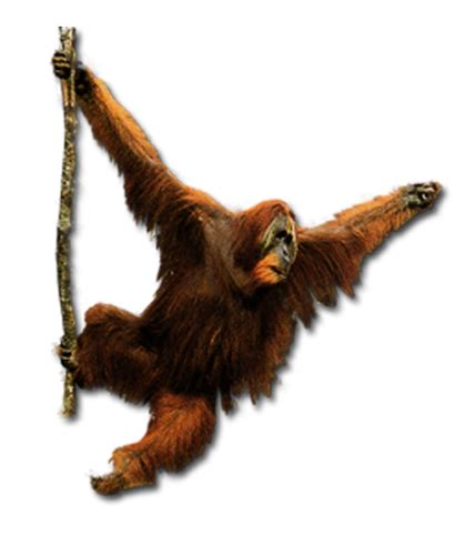 40 Gambar Orang Utan Png