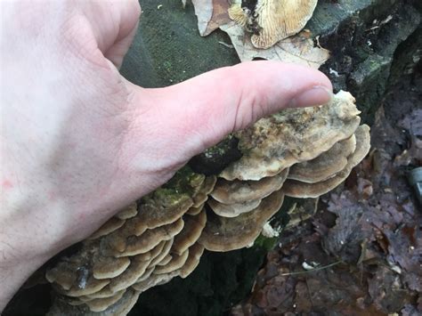 Species Identification What Is This Fungus Growing On Tree Stumps My