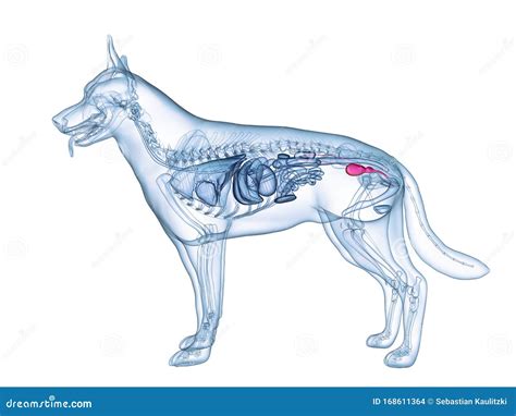 A Dogs Bladder Stock Illustration Illustration Of Canis 168611364