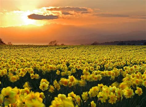 1920x1080px 1080p Free Download Flowers Flower Daffodil Hd