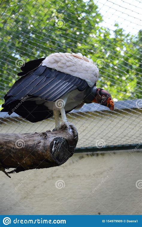 King Vulture Sarcoramphus Papa Stock Image Image Of Ecology