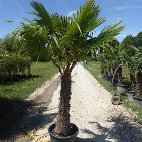 Winter Hardy Palm Trees For Sale Chusan Palms Delivery By