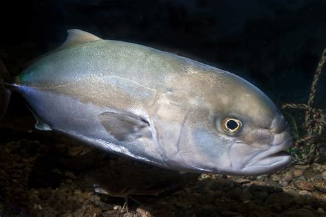 Stubborn Greater Amberjack Live Up To Reef Donkey Name Coastal Review