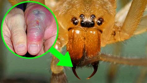 Most Venomous Spiders Around The World Youtube