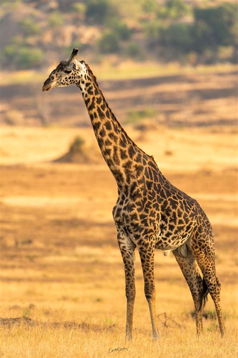 Northern Giraffe La Jirafa Tiene Un Cuello Muy Alargado Que Puede