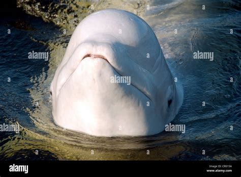 Beluga Whale Delphinapterus Leucas Kareliya Russia White Sea