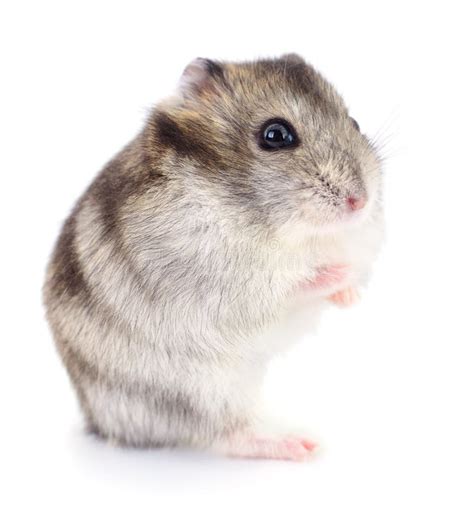 Small Domestic Hamster Stock Image Image Of Hamster 110299777