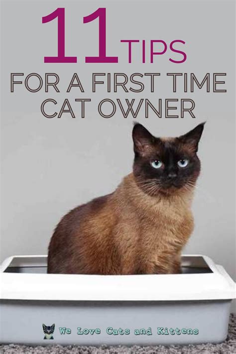 Heres Our List Of 11 Must Know Tips For A First Time Cat Owner Read
