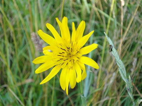 Yellow Wildflower Found In France Can Anyone Identify Flowers Forums