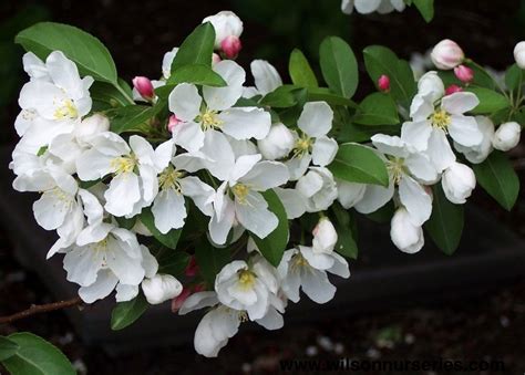 Donald Wyman Flowering Crabapple Wilson Nurseries