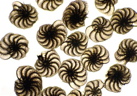 Cabañas caprichosas se unen a la impresionante línea costera en esta colonia de artistas convertida en encuentre la perfección en un famoso camino. Syneidesis: La Vida Bajo el Microscópio