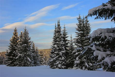 Fir Trees In Winter Forest