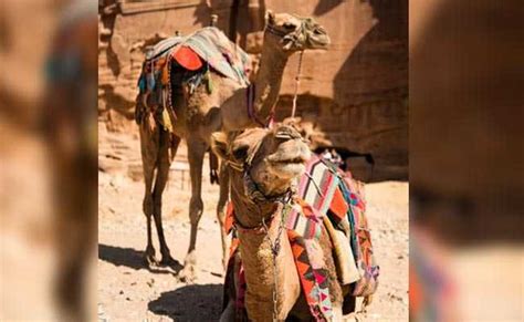Camels Have Their Own Beauty Contest In Saudi Arabia And Some Were