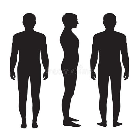 Silhouette Human Body Anatomy Stock Illustrations 19515 Silhouette