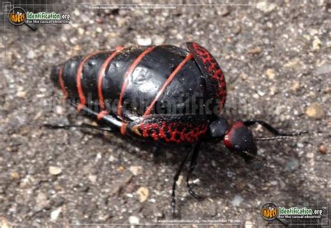 Maycintadamayantixibb Huge Orange And Black Beetle