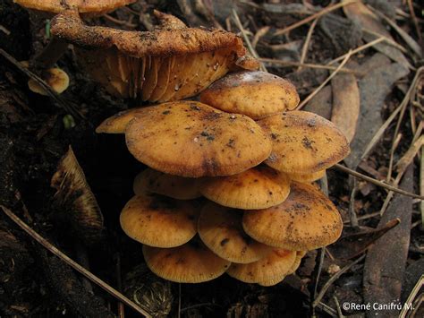 Hongos Nematoloma Frowardii