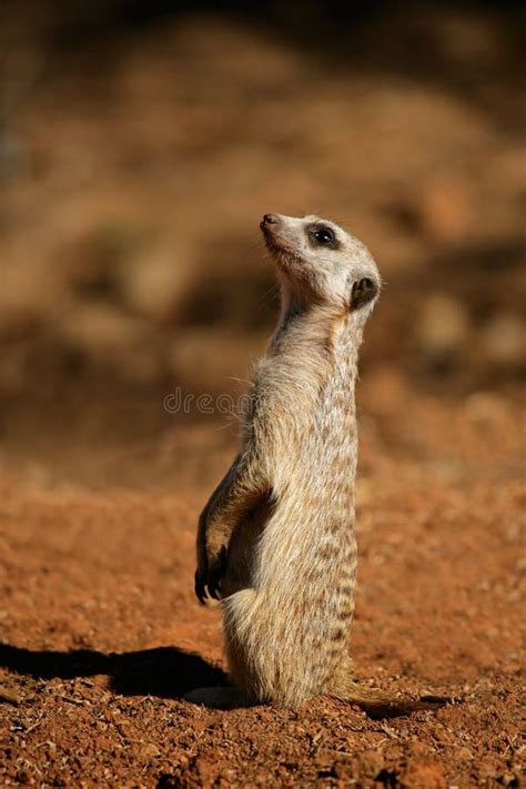 Depressed Animal Bad Day At Work For A Tired Meerkat Funny Cut Stock