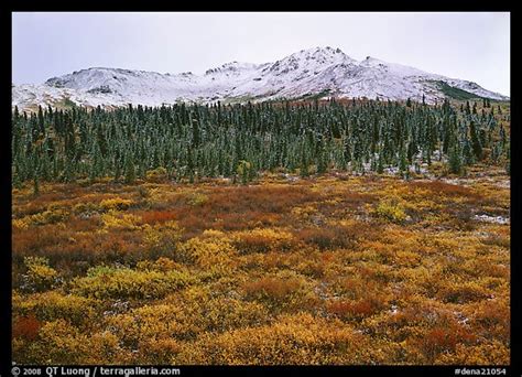 Picturephoto Tundra Spruce Trees And Mountains With Fresh Snow In