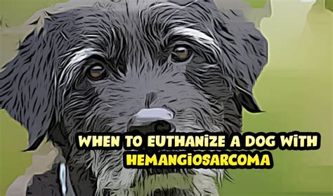 When To Euthanize A Dog With Hemangiosarcoma Boxer Dog Large Dog