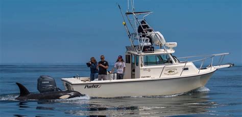 Whale Watching - Tailwalker Whale & Dolphin Adventures