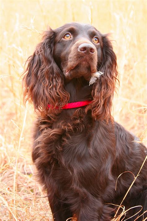 Boykin spaniel, south carolina » aiken. Boykin spaniel | Boykin spaniel puppies, Boykin spaniel ...
