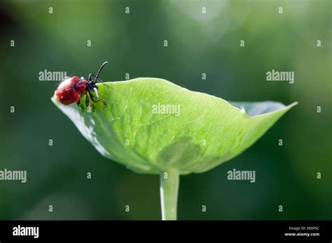 Armor Bug Hi Res Stock Photography And Images Alamy