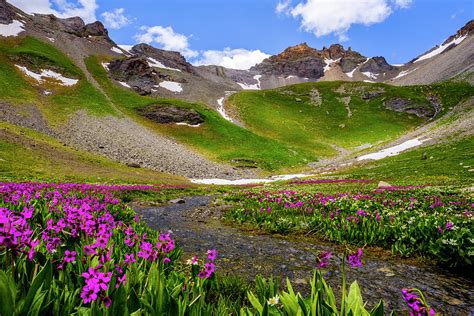 Purple Flowers Over Snow In Mountains Photograph By Kyle Ledeboer